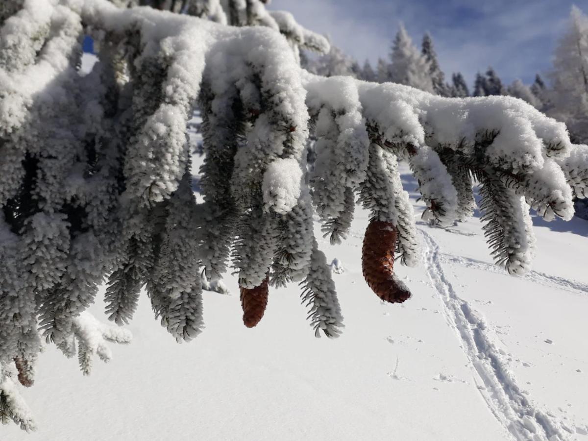 Da C I S A Panzió Tambre dʼAlpago Kültér fotó