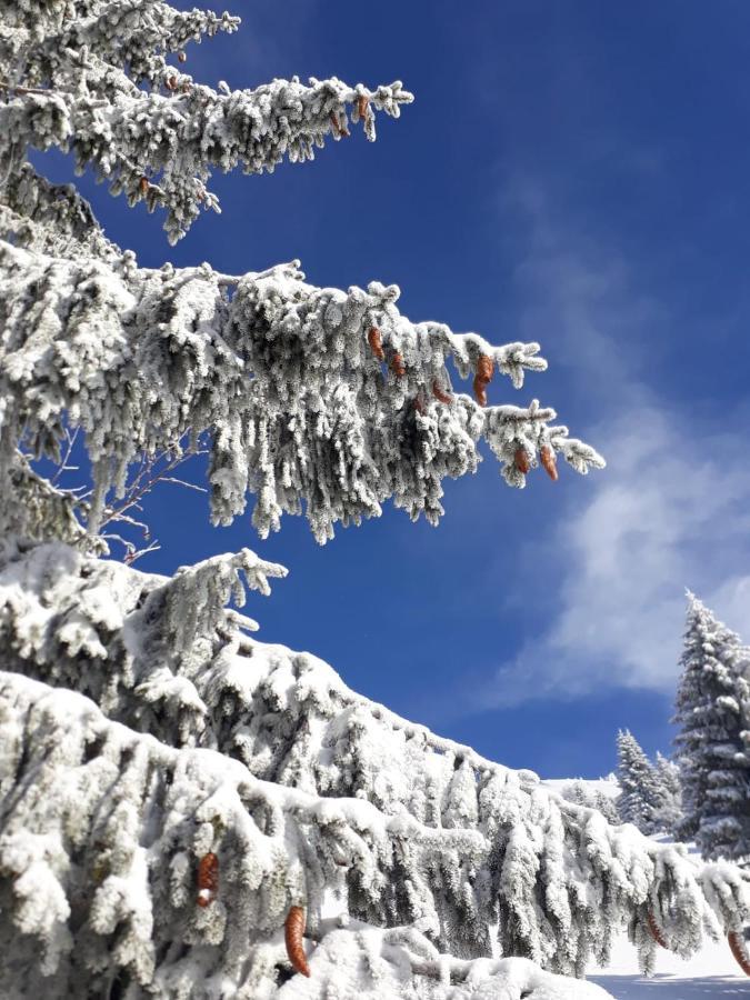 Da C I S A Panzió Tambre dʼAlpago Kültér fotó